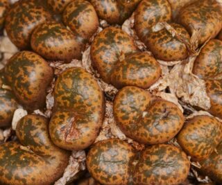 C250-51 conophytum pellucidum nw of dikmatije 2