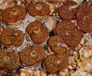 C250-54 conophytum pellucidum tweefontein mg1443 4 2