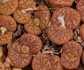 C250-56 conophytum pellucidum s of roifontein 2