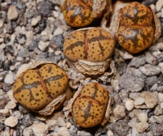 C254-1 conophytum pellucidum near witkop s kougoedvlakte 1