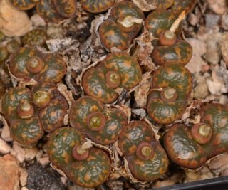 C256-7 conophytum pellucidum pardicolor sh624 se of springbok mg1444 381 1