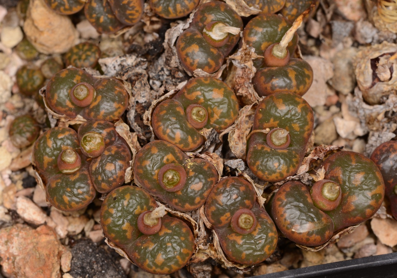 C256-7 conophytum pellucidum pardicolor sh624 se of springbok mg1444 381 1