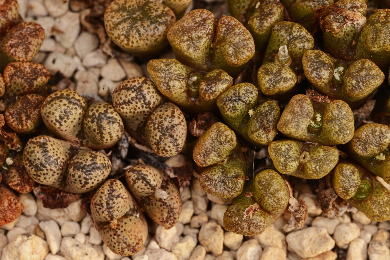 C258-2 conophytum pellucidum var terricolor aff lilac fl near nuweputs 1