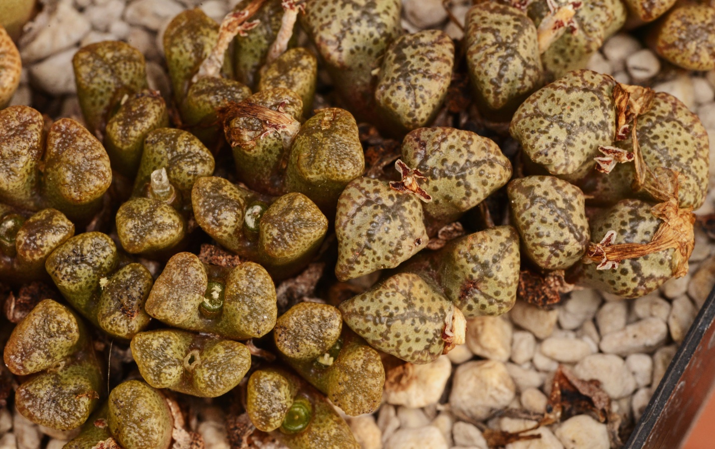 C258-2 conophytum pellucidum var terricolor aff lilac fl near nuweputs 2