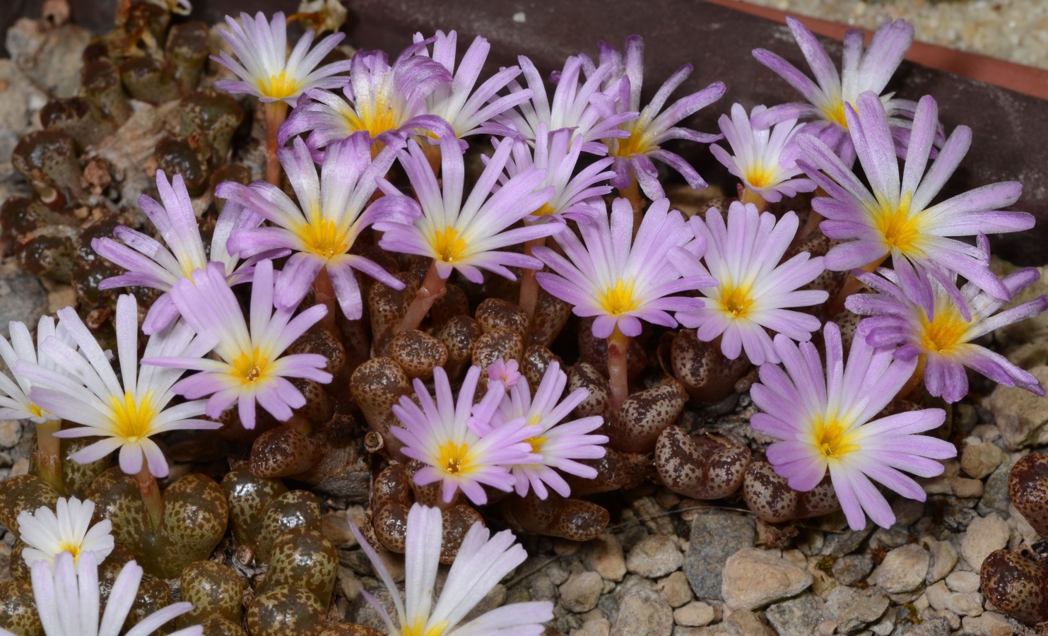 C258-2 conophytum pellucidum var terricolor aff lilac fl near nuweputs 3