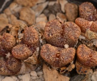 C258-6 conophytum pellucidum var terricolor aff mro223 witwater s of steinkopf 3