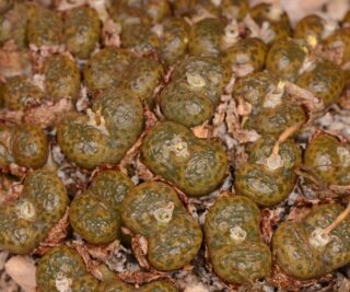 C260-14 conophytum pellucidum ssp cupreatum pv1005 papkuils river 1