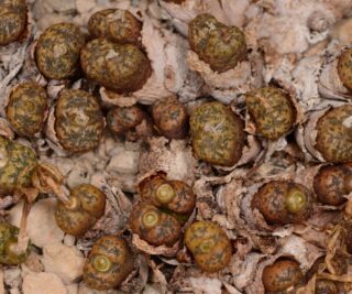 C260-18 conophytum pellucidum ssp cupreatum sh1322 aasvoelkop mg1415 2 1