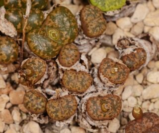 C260-1 conophytum pellucidum ssp cupreatum s of kliprand 2