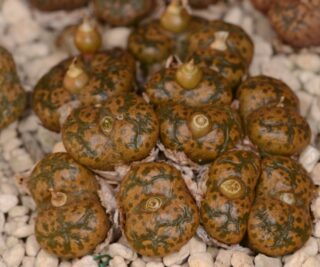 C260-2 conophytum pellucidum ssp cupreatum lepel se kop 3
