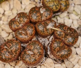 C260-4 conophytum pellucidum ssp cupreatum dows 2