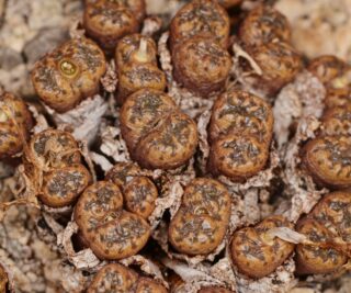 C260-7 conophytum pellucidum ssp cupreatum aasvoelkop 1