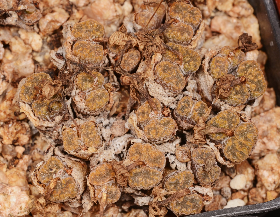 C261-1 conophytum pellucidum ssp cupreatum var terrestre sb1493 burdensputs mg1456 7 1