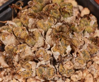 C261-1 conophytum pellucidum ssp cupreatum var terrestre sb1493 burdensputs mg1456 7 2