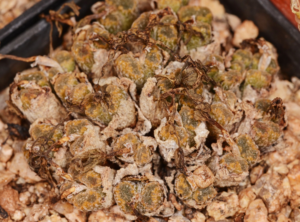 C261-1 conophytum pellucidum ssp cupreatum var terrestre sb1493 burdensputs mg1456 7 2