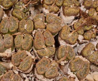 C261-2 conophytum pellucidum ssp cupreatum var terrestre sb1989 aalwynsfontein mg1456 71 2
