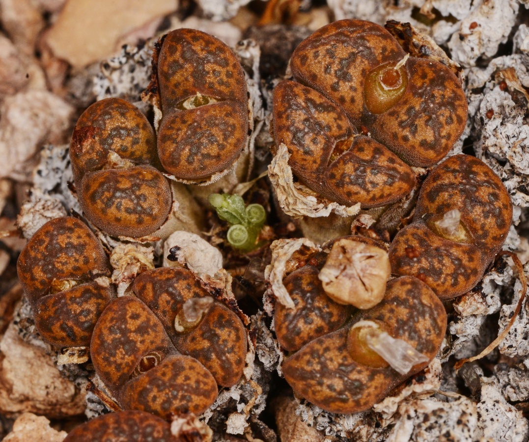 C261-8 conophytum pellucidum ssp cupreatum var terrestre boesmanplaat cop327 3 2