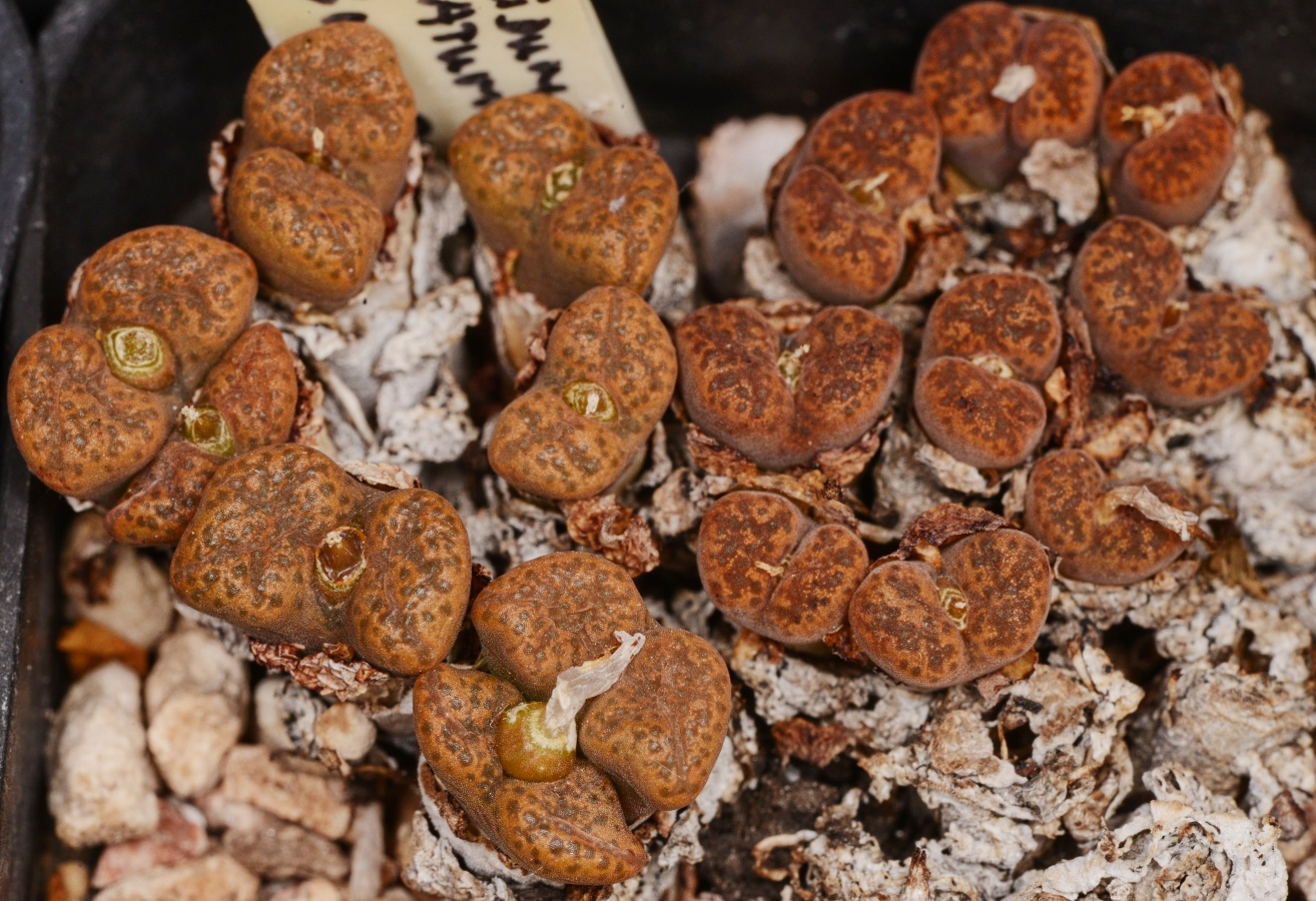 C261-8 conophytum pellucidum ssp cupreatum var terrestre boesmanplaat cop327 3 3
