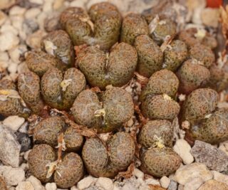 C262-13 conophytum pellucidum ssp lilianum garies mg1443 27 1