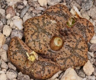 C262-1 conophytum pellucidum ssp lilianum tierberg se of garies 1