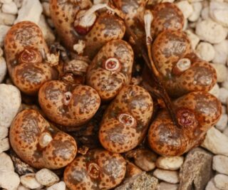 C262-5 conophytum pellucidum ssp lilianum stoffelsfontein se of garies 1