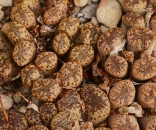 C262-6 conophytum pellucidum ssp. lilianum karkuip se of garies 2