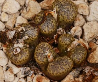 C262-7 conophytum pellucidum ssp. lilianum white bloukrans 1