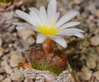 C263-1 conophytum pellucidum ssp novar sterkstroom ex g wagner collection msg 1