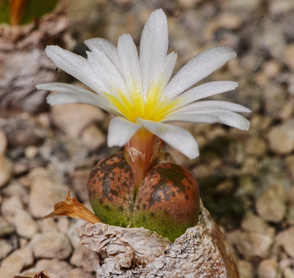 C263-1 conophytum pellucidum ssp novar sterkstroom ex g wagner collection msg 1