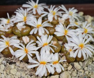 C264-2 conophytum pellucidum ssp saueri platbakkies msg2243 3
