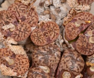 C265-10 conophytum pellucidum var neohallii sb628 duerdrift mg1410 82 2