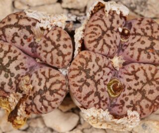 C265-2 conophytum pellucidum var neohallii deudrift 1