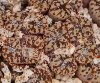C265-4 conophytum pellucidum var neohallii matjieskloof i 3
