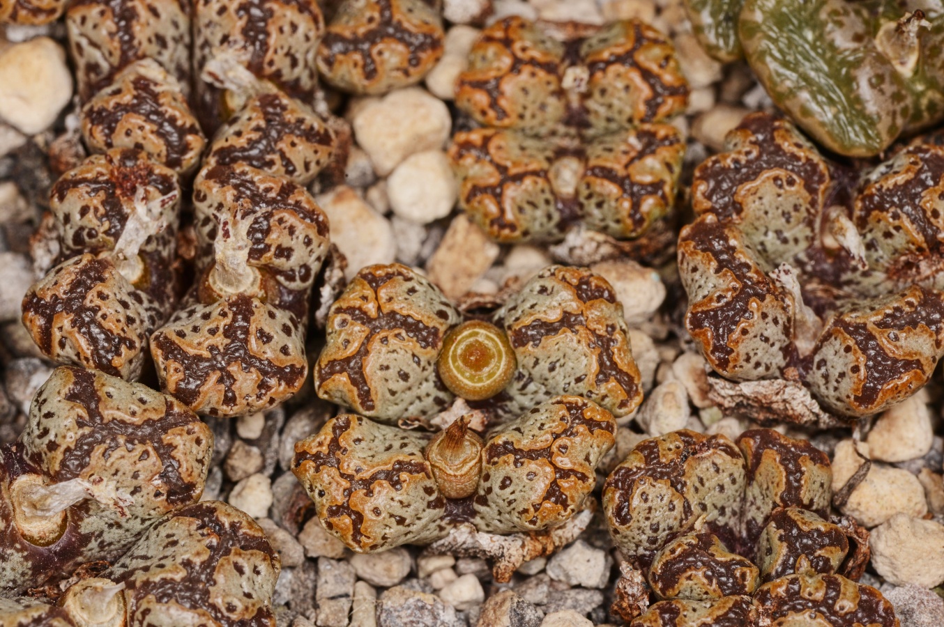 C270-13 conophytum pellucidum var terricolor danskraal 3