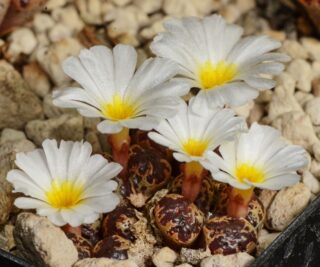 C270-14 conophytum pellucidum var terricolor spektakel pass 3