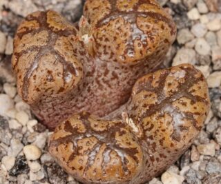 C270-17 conophytum pellucidum var terricolor rcl 950 61 steyerkraal mg1443 292 2