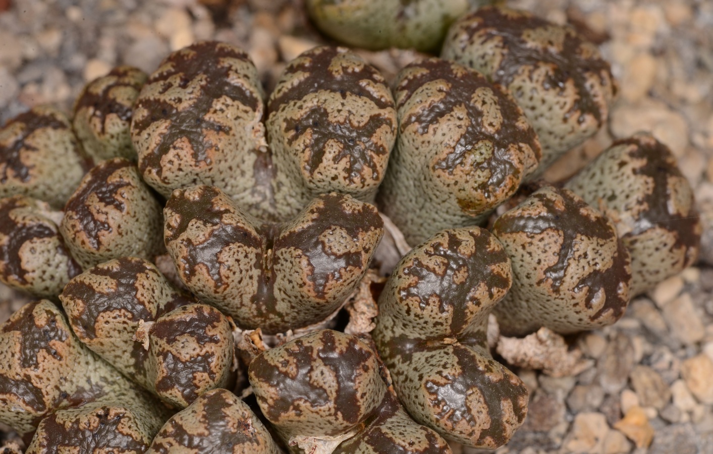 C270-1 conophytum pellucidum var terricolor narap i 1