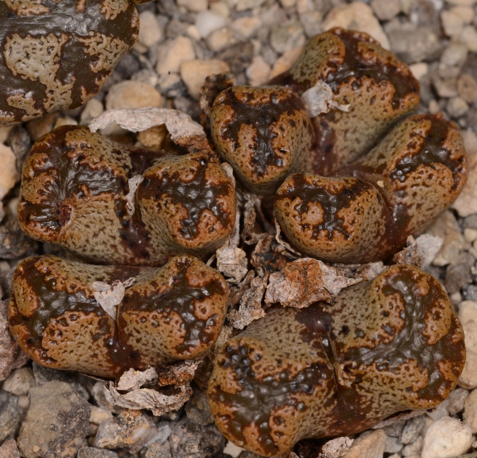 C270-1 conophytum pellucidum var terricolor narap i 2