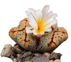 Conophytum seeds