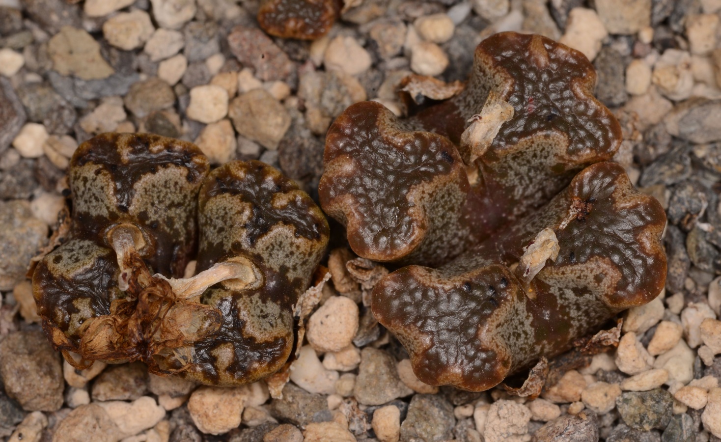 C270-7 conophytum pellucidum var terricolor e of nuweputs sw springbok 1