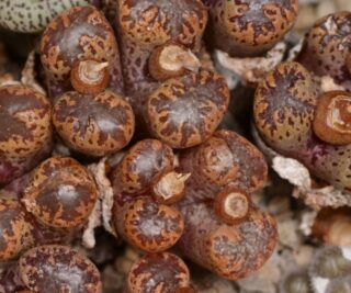 C270-9 conophytum pellucidum var terricolor wnw of concordia ii 1