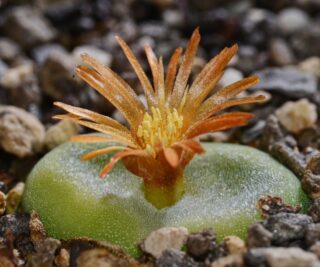 C274-1 conophytum phoeniceum sh1212 umdaus mg1473 17 1