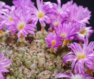 C277-2 conophytum pium tl 2