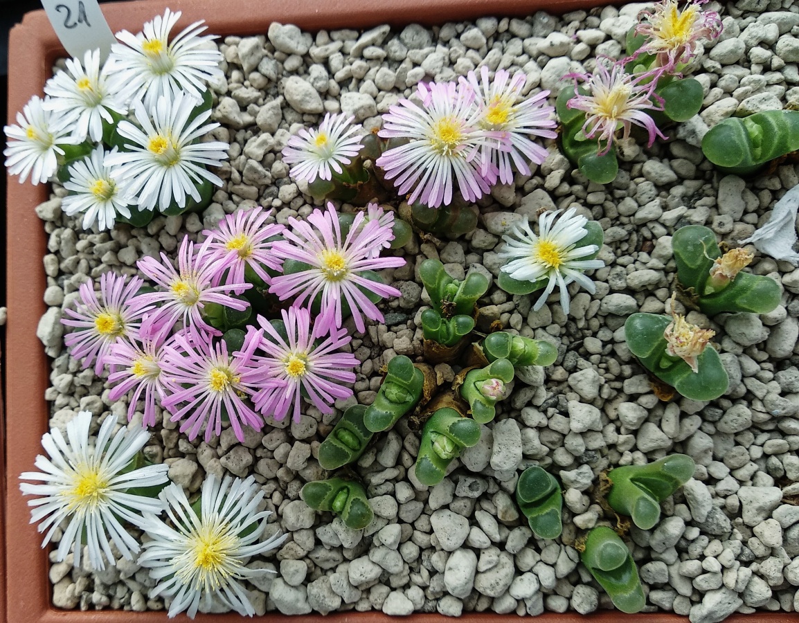 C279-7 conophytum pubescens platbakkies 1
