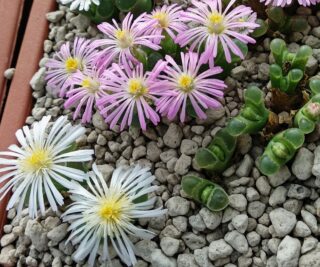 C279-7 conophytum pubescens platbakkies 2