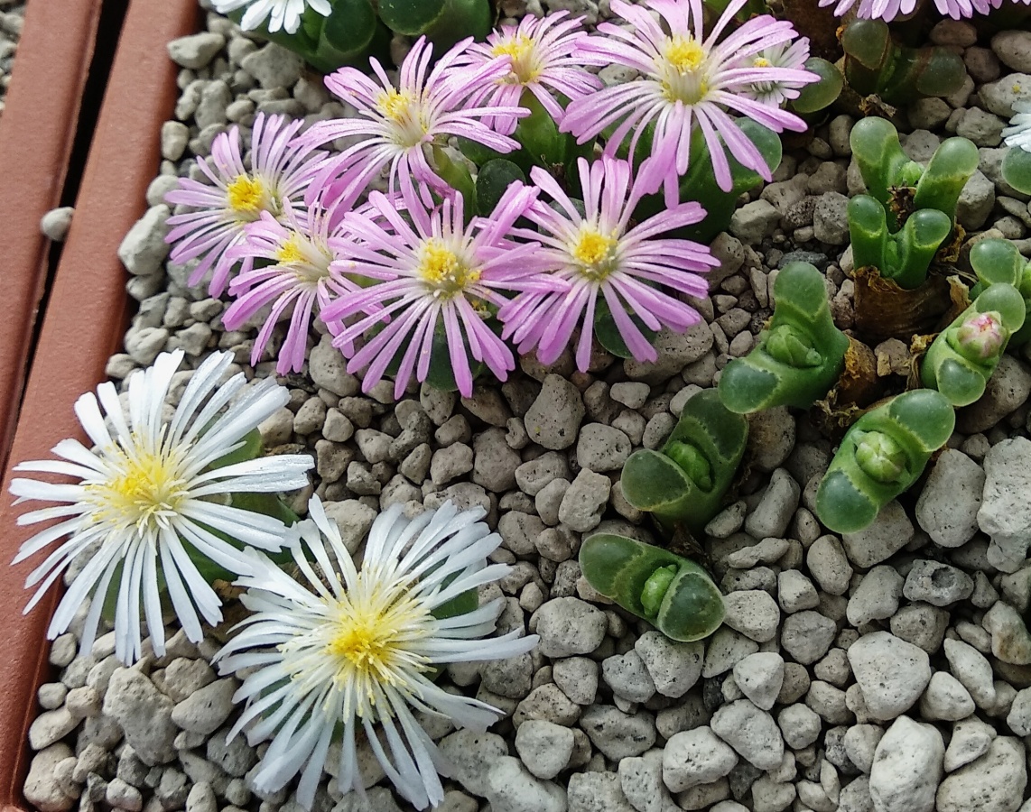 C279-7 conophytum pubescens platbakkies 2