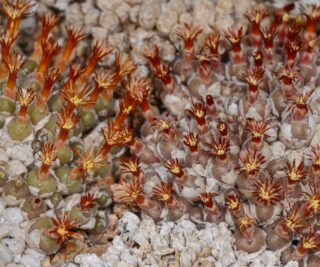 C280-1 conophytum pubicalyx rooiwal 2