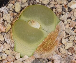 C284-1 conophytum ratum ef534 namies ex type collection mg1449 19 2