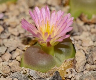C284-2 conophytum ratum onder namies msg2245 1