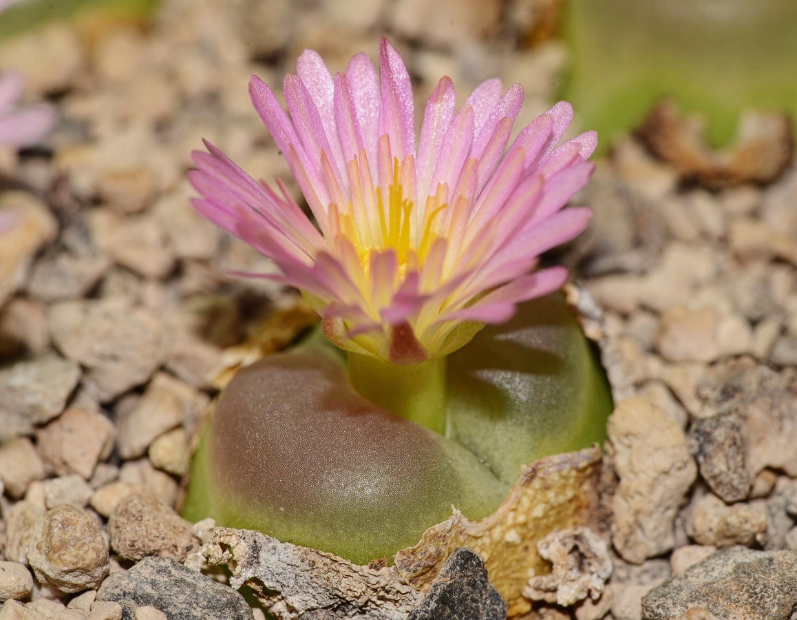 C284-2 conophytum ratum onder namies msg2245 1
